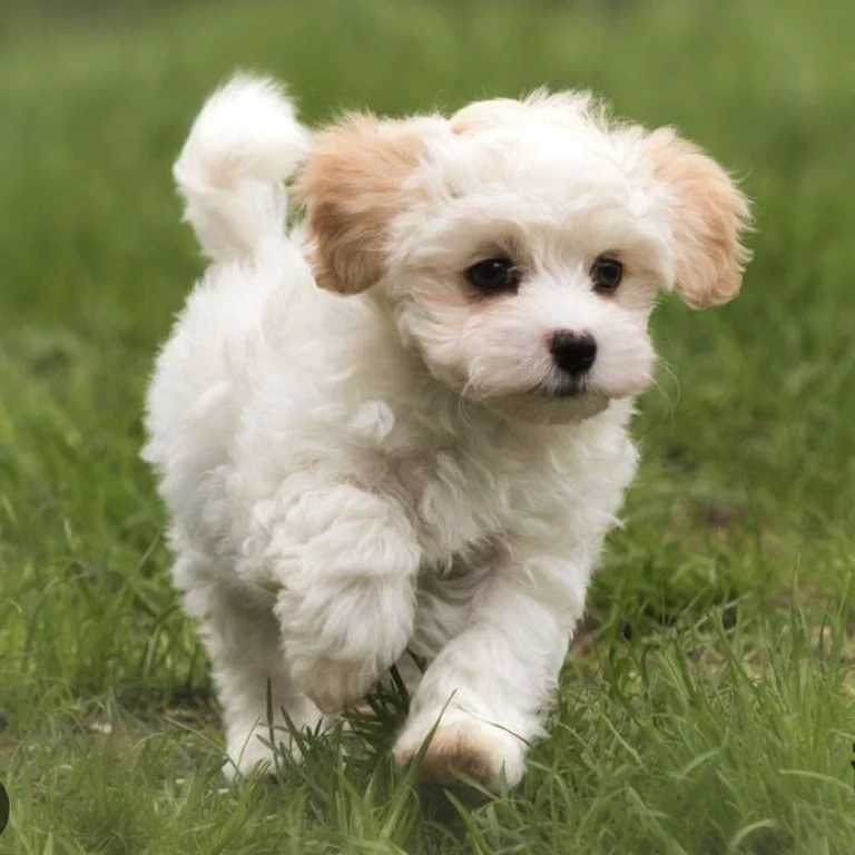 원본 반려동물 사진